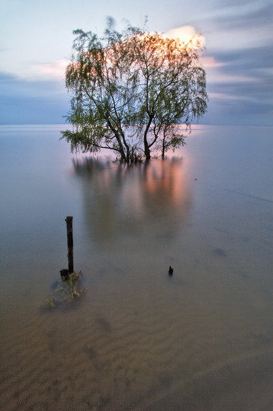 Artem Nosenko: tree water nature