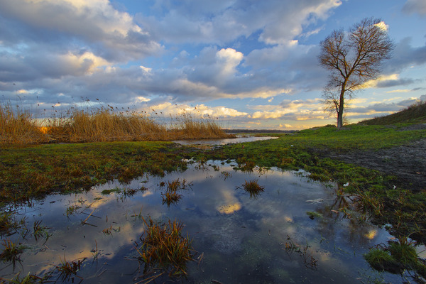 Artem Nosenko: water tree lake nature grass