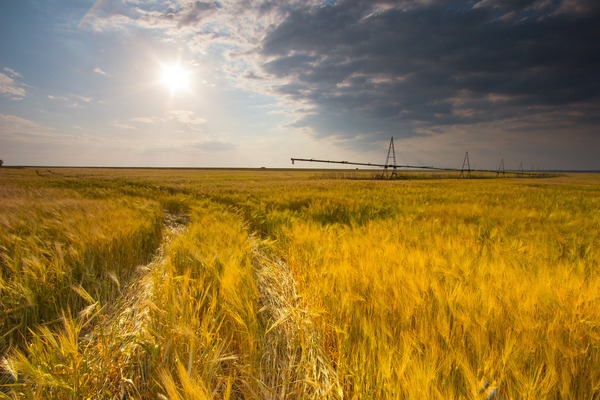 Artem Nosenko: field wheat grass nature sun clouds sky